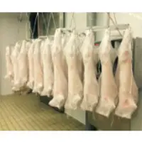 Sheep Carcass