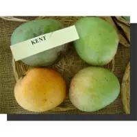 Kent Mangoes