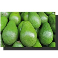 Avocados African Jumbo