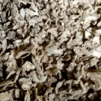 Baobab Seeds Oil