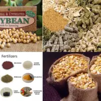 Animal Corn Non GMO Gmo2