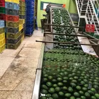 Fresh Hass Avocado
