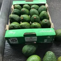 Fresh Hass Avocado