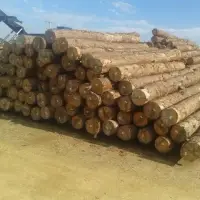 Pine Log