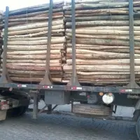 Eucalyptus Pulp Log