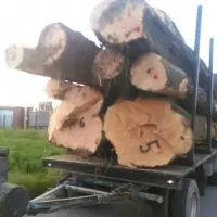 White Ash Log