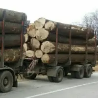 European Fir Log