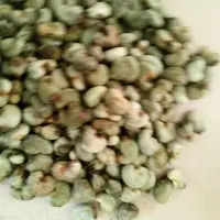 Cashew Nuts