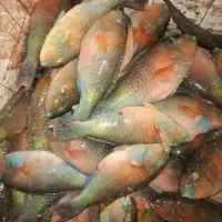 Fresh Fish