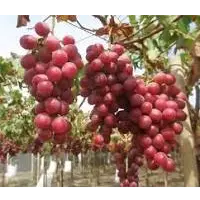 Red Globe Grapes