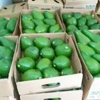 Hass Avocados