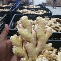 Fresh Ginger