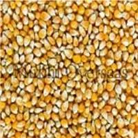 Yellow Maize