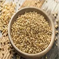 Sorghum