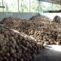 Husked Coconut