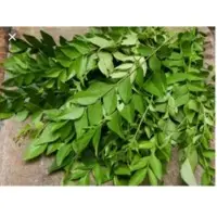 Curry Leaves