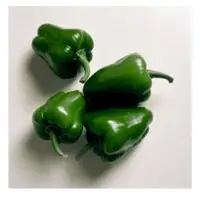 Capsicum