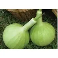Gourd