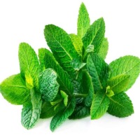Mint Leaves