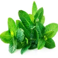 Mint Leaves