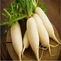 Radish