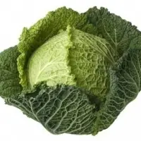 Fresh Cabbage