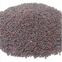 Black Mustard Seeds