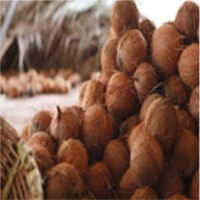 Desiccated Coconut