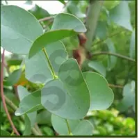Eucalyptus Oil