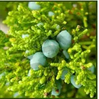 Camphor Oil