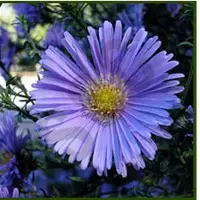 Chamomile