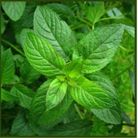 Peppermint Oil