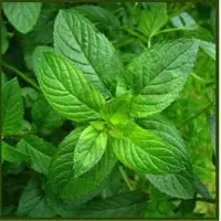 Peppermint Oil
