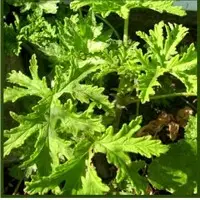 Citronella Oil