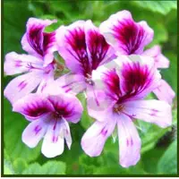 Geranium Oil