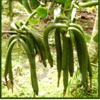 Oleoresin