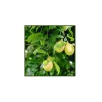 Mace Oleo Oil