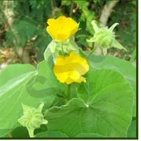 Abutilon Indicum, A. Asiaticum