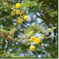 Acacia Arabica / Nilotica