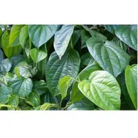 Betel Oil