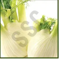 Fennel Oil