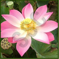 Attar Indian Lotus