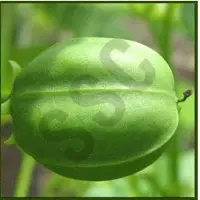 Croton Oil