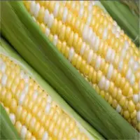 Yellow Corn