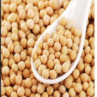 Soybean