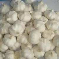Pure Garlic