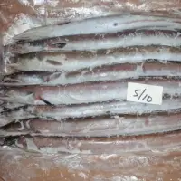 Whole Round Frozen Eel Fish