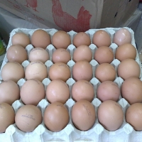 Brown And White Table Eggs