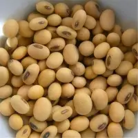 New Crop Yellow Organic Soybean