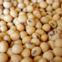 Soybeans Seeds 6-8mm